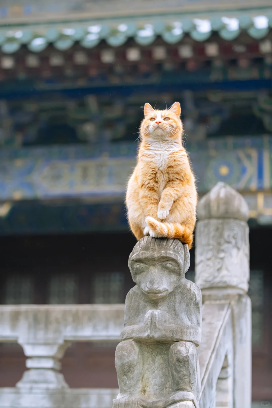 A temple cat