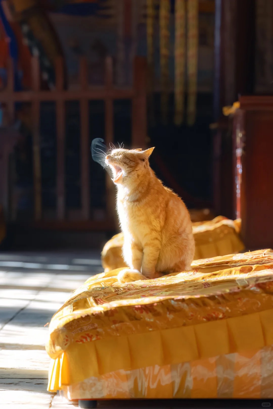 A temple cat
