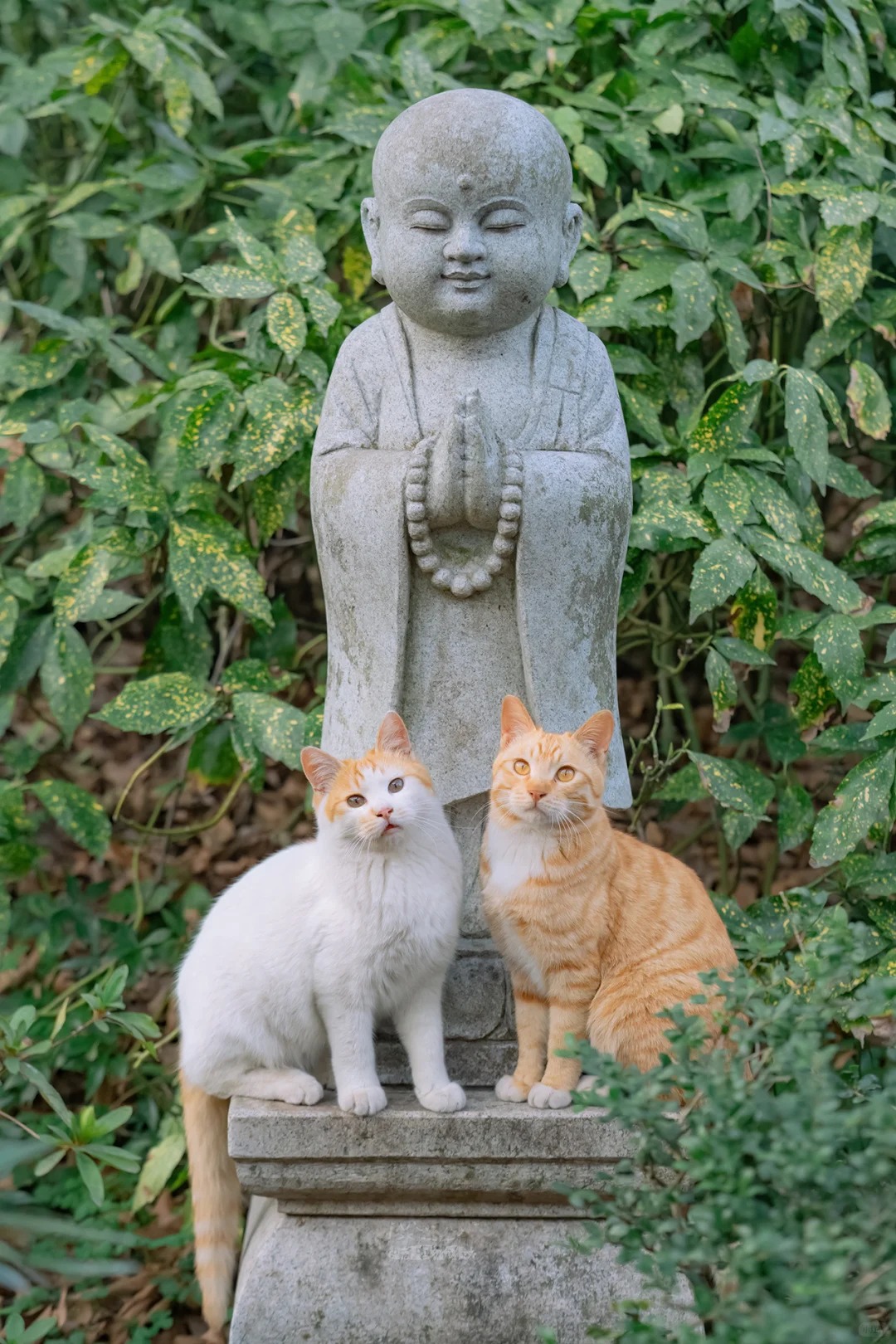 A temple cat