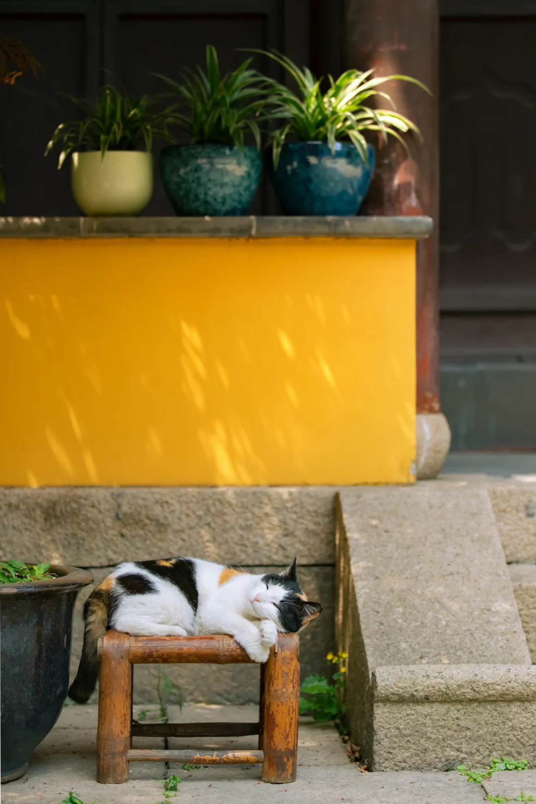 A temple cat