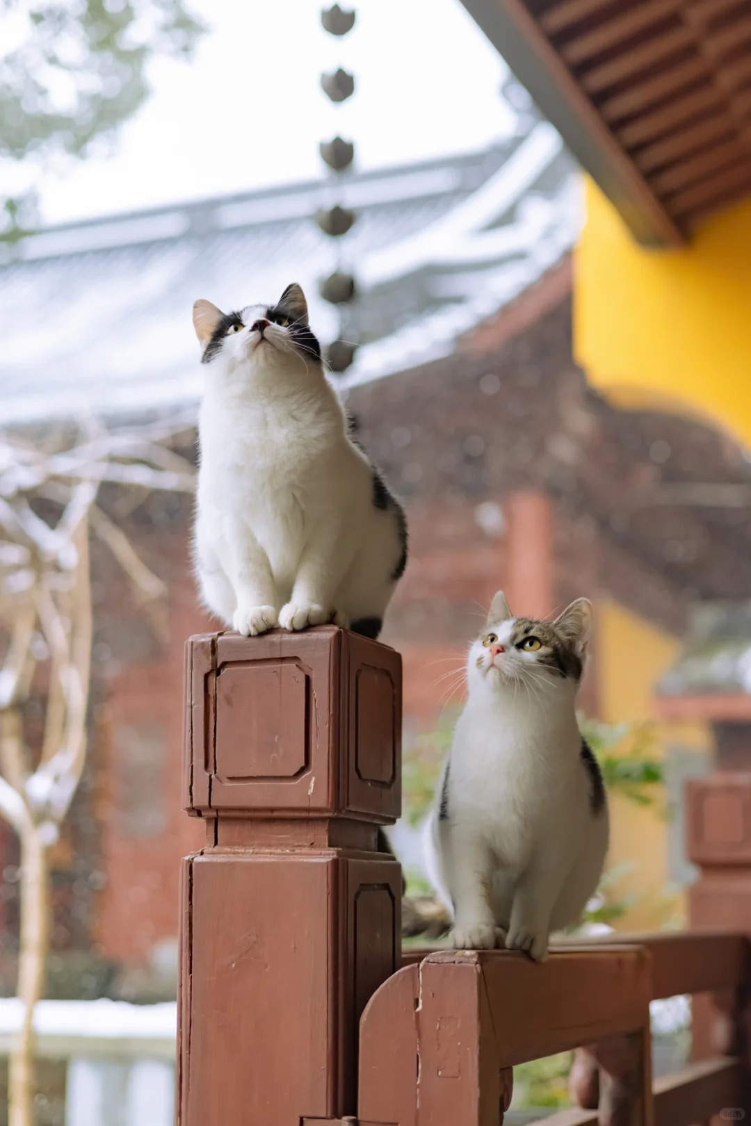 A temple cat