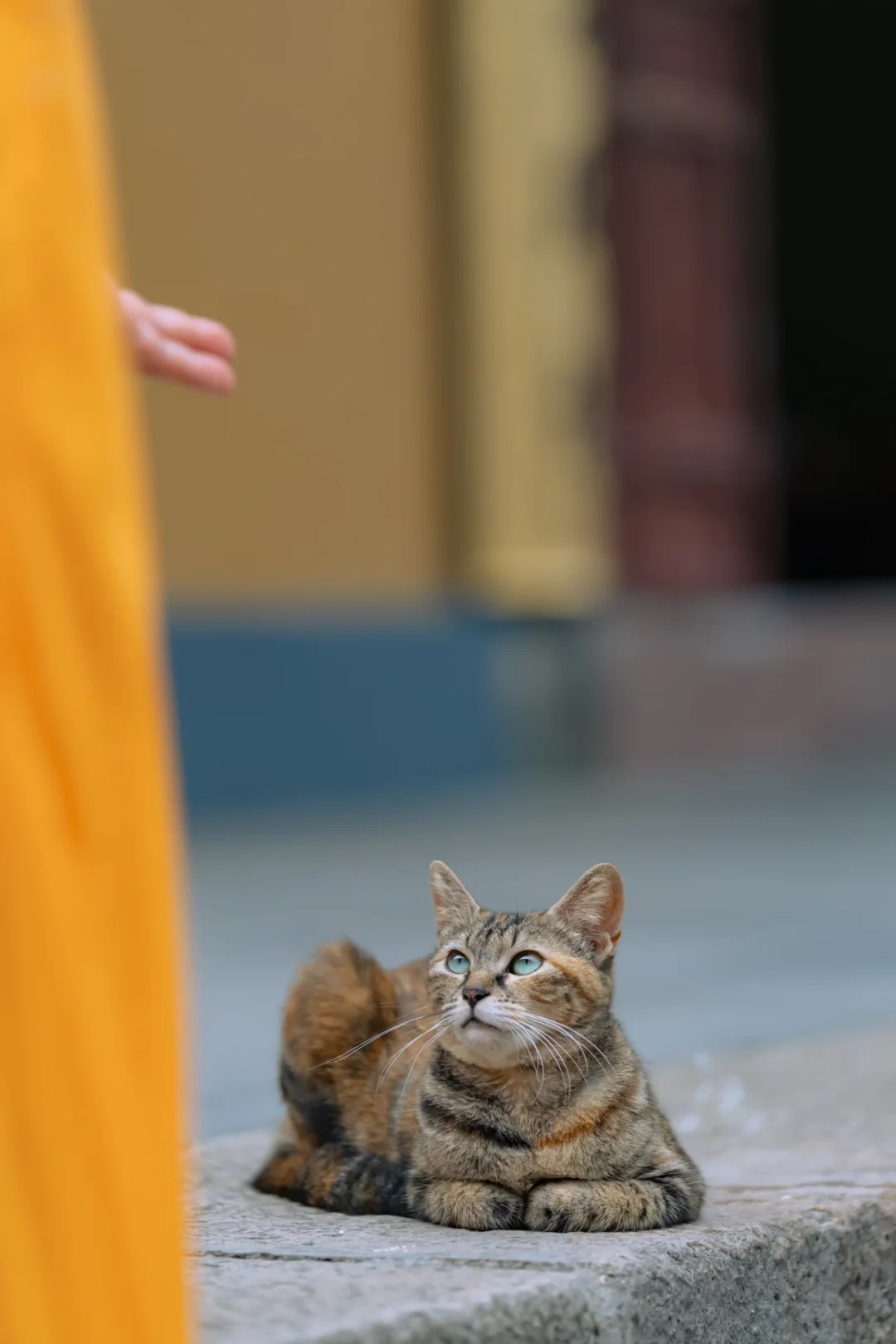 A temple cat