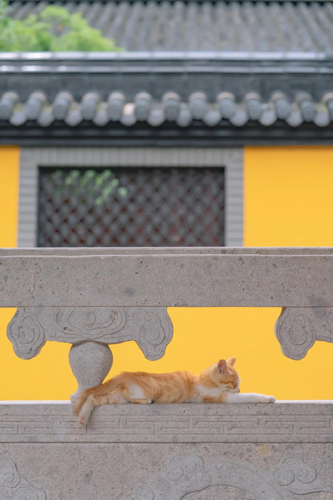 A temple cat