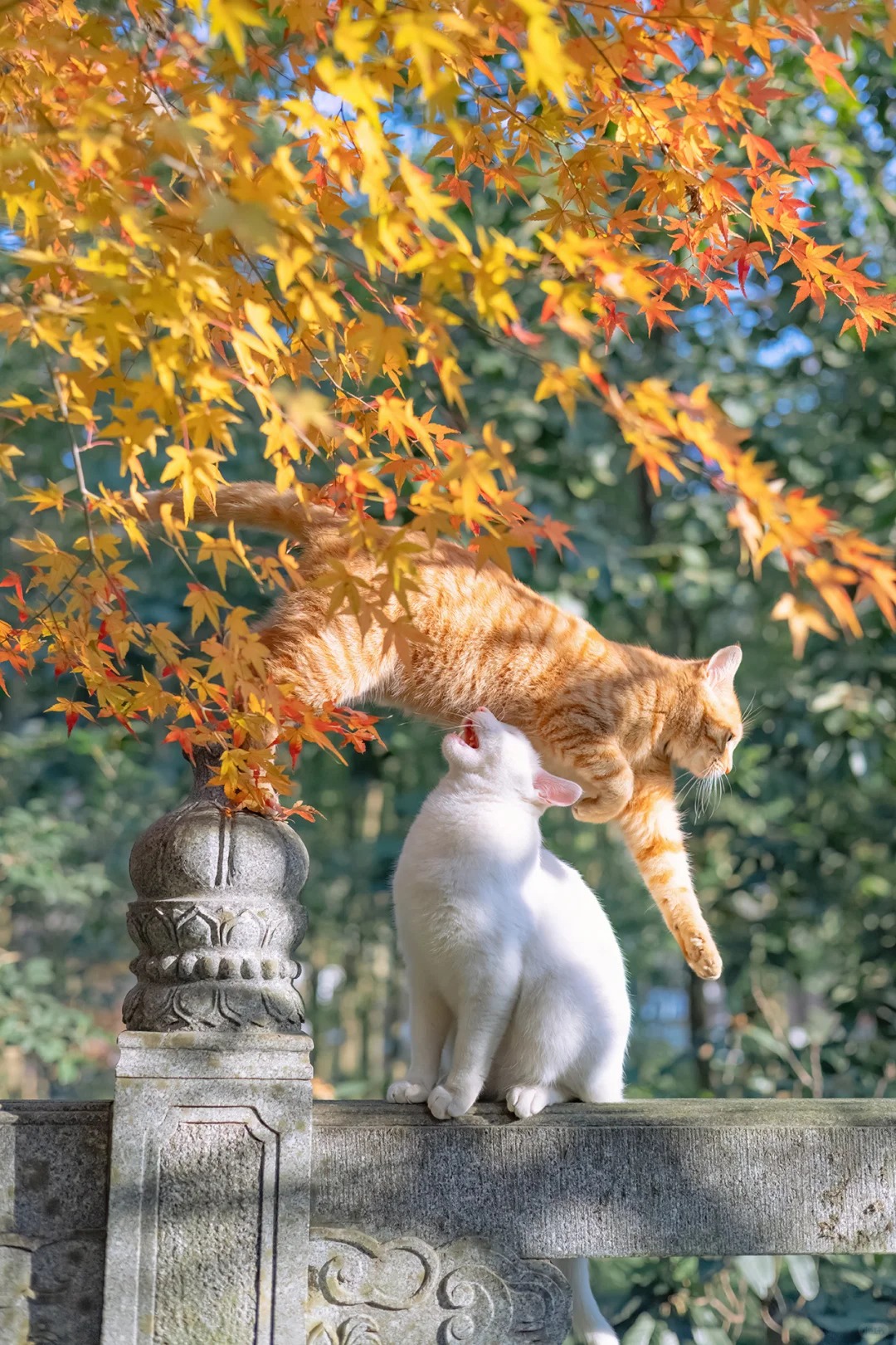 A temple cat